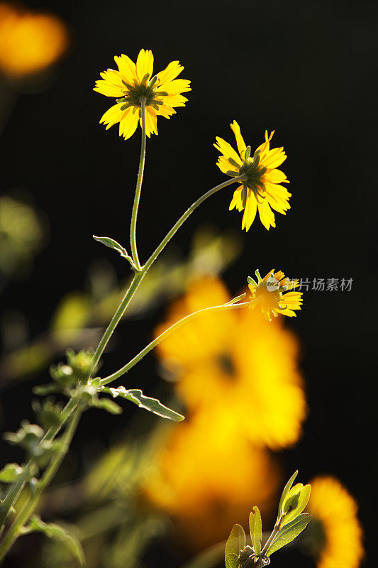 向日葵雏菊Xanthisma Asteraceae野花